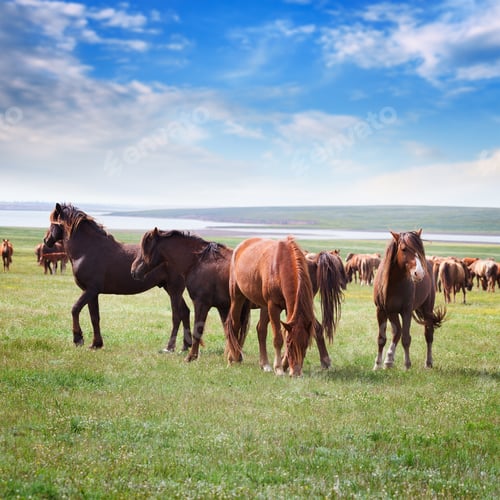 Preview: Horses in a field under a blue sky with clouds