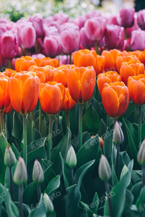 Preview: Orange and pink tulips