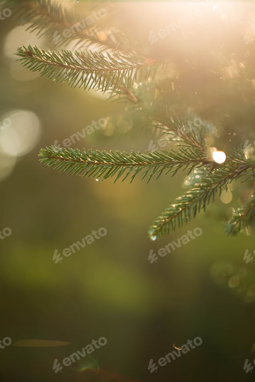Preview: Backlit Christmas Pine Tree Branch In Sunlight
