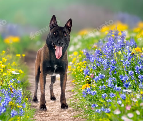 Preview: malinois in nature