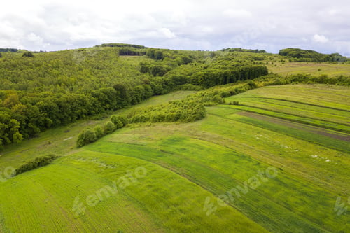 Preview: Top down aerial view of green summer forest with canopies of many fresh trees