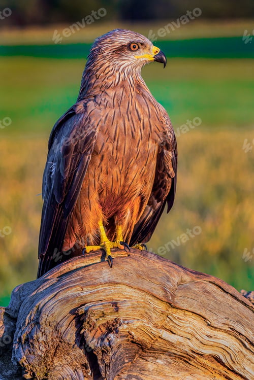 Preview: Black Kite