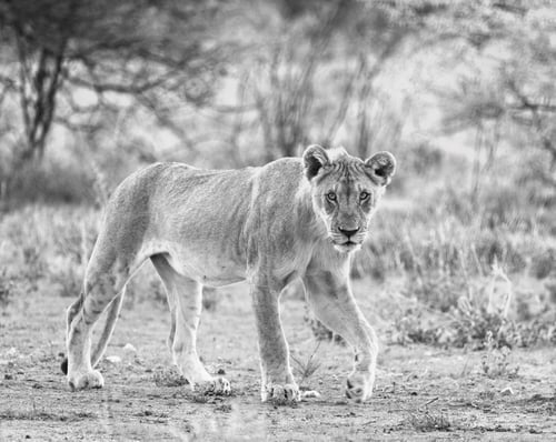 Preview: Best wildlife experiences in the world