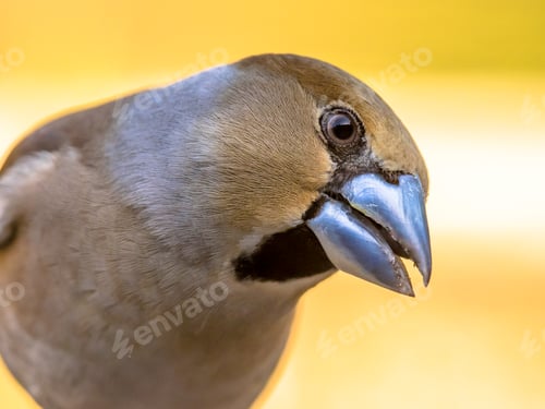 Preview: Hawfinch male bird portrait on blurred background