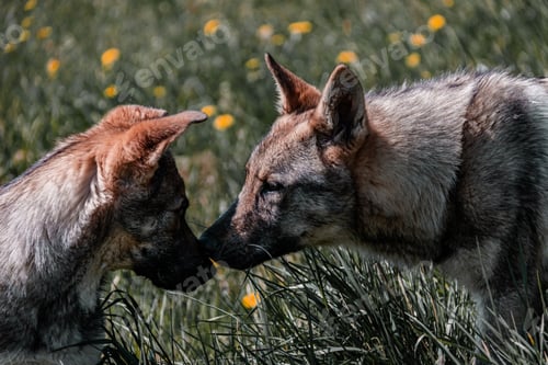 Preview: Playful dogs running in a grassy field with trees in the background