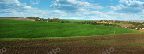 Preview: Arable land and field with green wheat, blue sky.