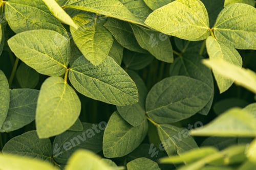 Preview: Green leaves of soybean plant, agricultural landscape