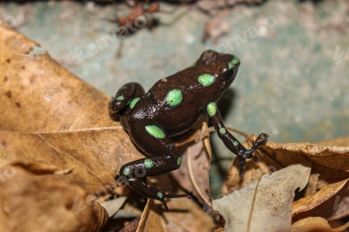 Preview: Green frog is perched on leaves