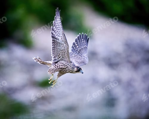 Preview: Peregrine falcon (Falco peregrinus)