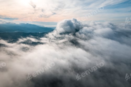 Preview: morning green forest and fog