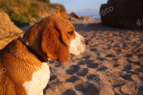 Preview: wet dog beagle sitting on the sand on the beach