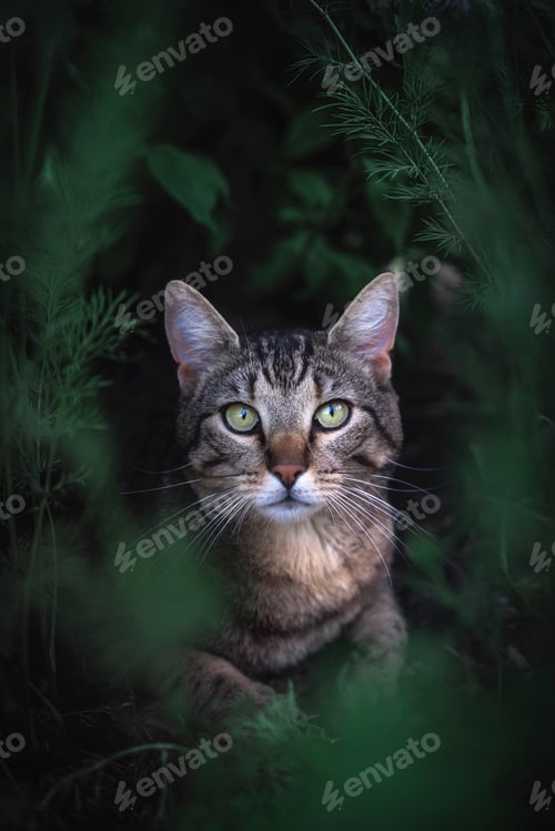 Preview: Hidden Feline in the Green