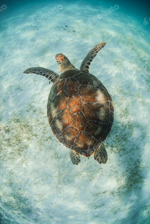 Preview: Green Turtle (Chelonia Mydas) looks for seagrass foraging grounds in the shallows of Akumal Bay,