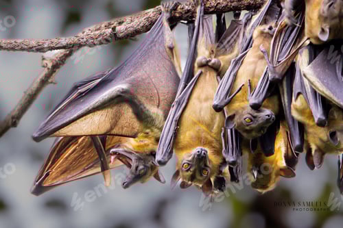 Preview: Close up of a Eidolon bat suspended upside down from a branch of a tree