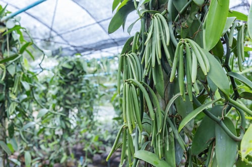 Preview: Green vanilla beans hang in clusters from healthy vines inside a shaded greenhouse.