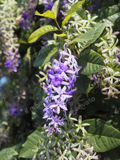 Preview: Purple Wreath, Queen's Wreath, Sandpaper Vine, Petrea volubilis flower beautiful bunch bouquet bloom