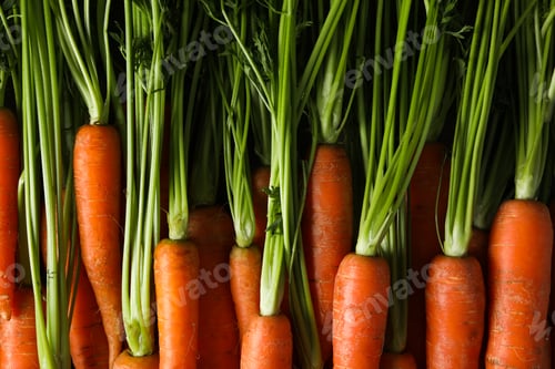 Preview: Fresh carrot on whole background, concept of harvest