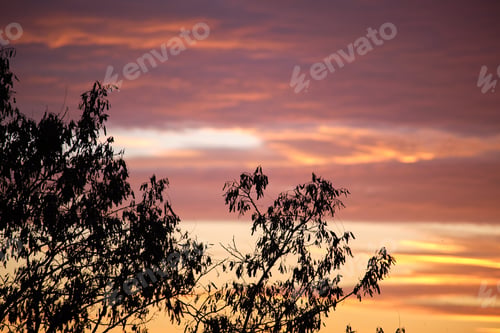 Preview: Dark foliage of small trees and bush against bright colorful sunset sky with vivid clouds