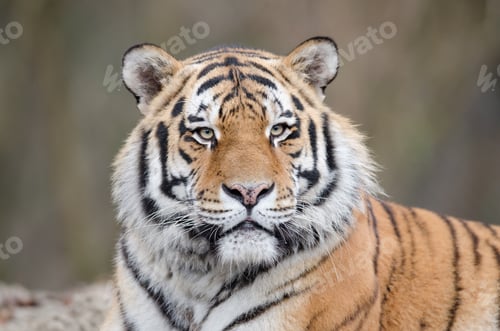 Preview: Closeup shot of a tiger laying on the ground while watching his territory