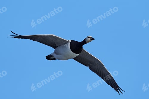 Preview: Barnacle goose (Branta leucopsis)
