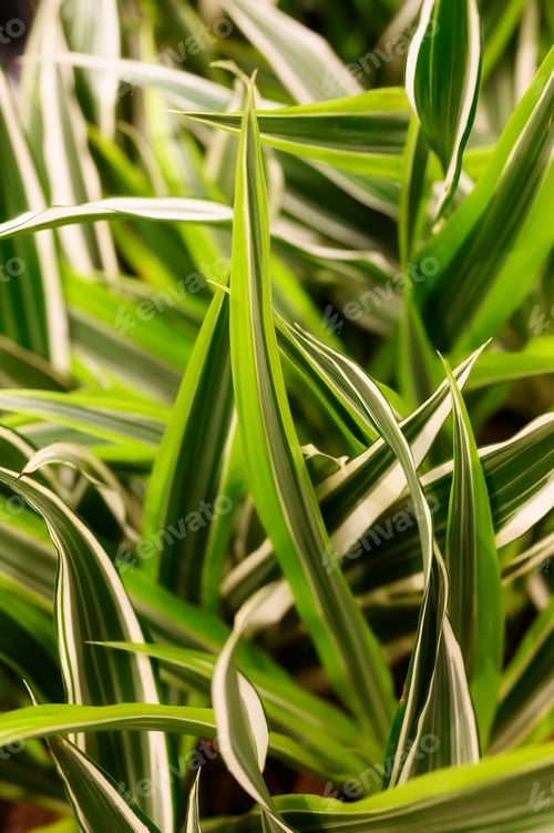 Preview: leaves potted dracaena compact lemon lime Warneckii Variegate