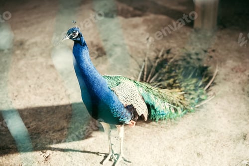 Preview: close up view of beautiful peacock with colorful feathers at zoo