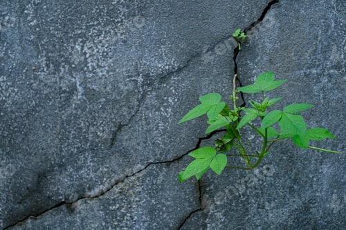 Preview: Young tree plant growing through the cracked concrete floor