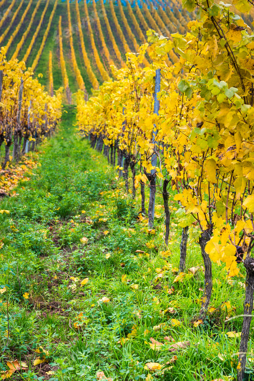 Vineyard