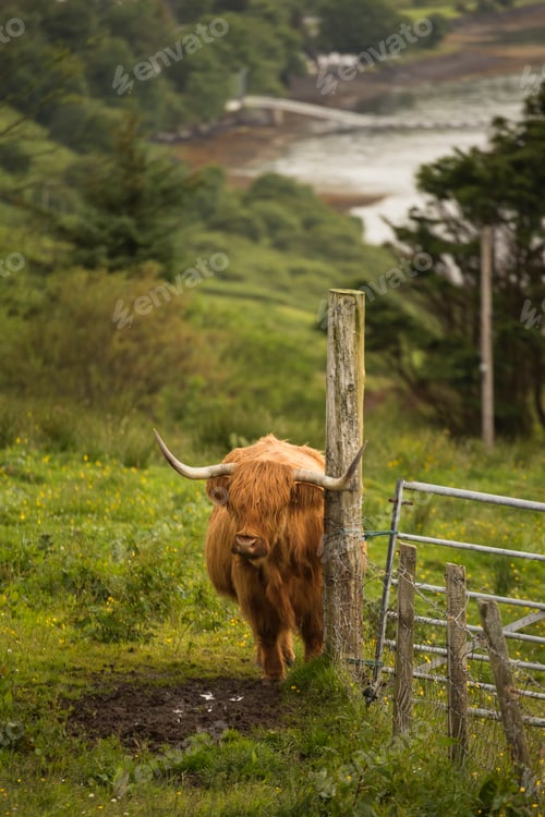 Preview: UK, Scotland, Isle of Skye, longhorn cattle on pasture
