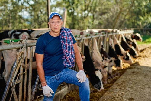 Preview: Farmer Is Working On Farm With Dairy Cows