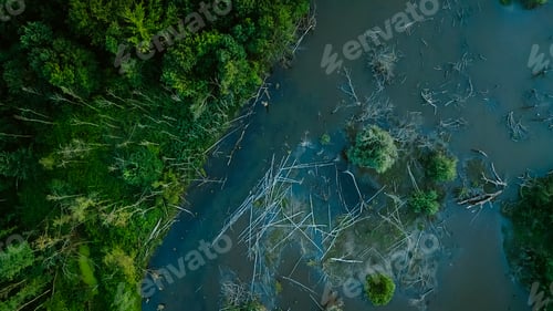 Preview: Aerial drone view over a swamp, from which protrude the trunks of dead trees. Marshland. Dead trees.