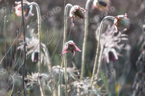 Preview: Spring flowers