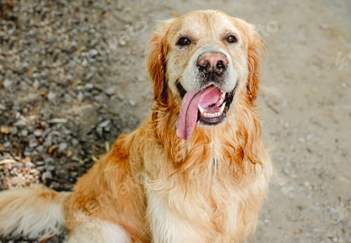 Preview: Golden retriever dog outdoors
