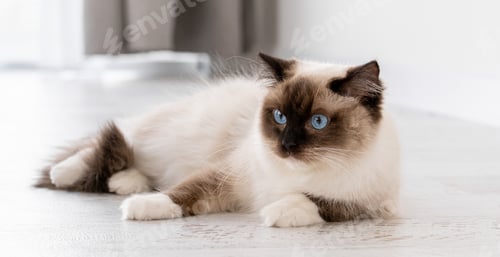 Preview: Ragdoll cat portrait