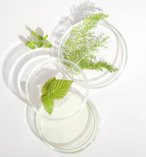 Preview: natural cosmetic research in a laboratory, petri dishes with medium, green leaves.