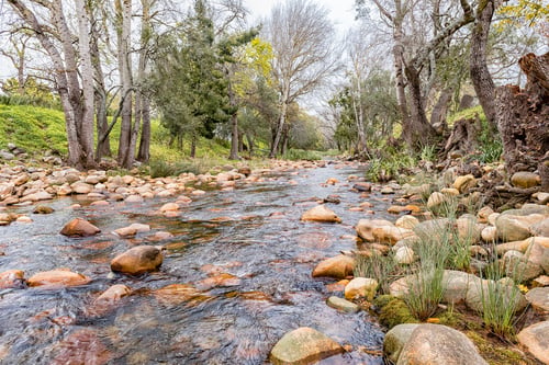 Preview: View of the Eerste River in Stellenbosch
