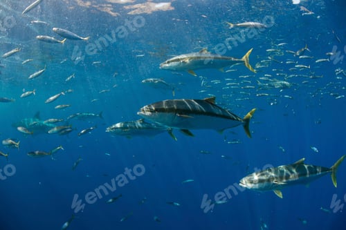 Preview: School of Yellowtail (Seriola quinqueradiata) swimming close to surface, Guadalupe, Mexico
