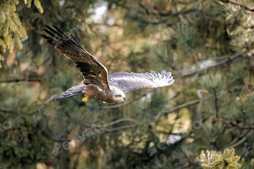 Preview: Closeup of a hawk soaring through a pine forest