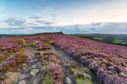 Preview: Summer Heather at Winyards Nick