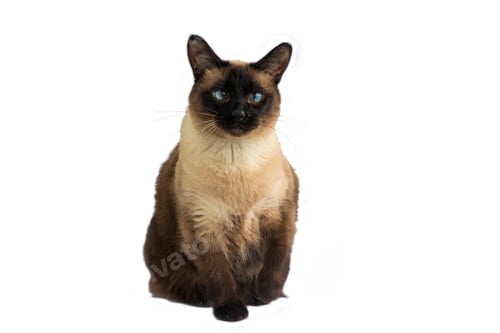 Preview: Pet animal; cute siamese cat