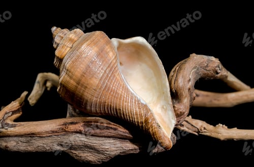 Preview: Hemifusus Tuba Shell on Driftwood