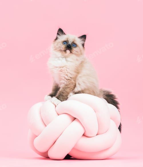 Preview: Ragdoll cat, small cute kitten portrait on funny knott pillow. Pink background