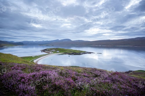 Preview: Beautiful scenic view of blooming purple flowers near the shore of Loch Eriboll, the United Kingdom