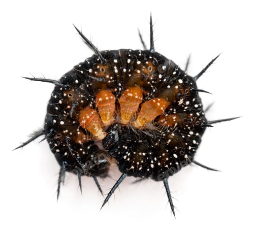 Preview: Caterpillar of a Peacock butterfly, Inachis io, rolled up in front of white background