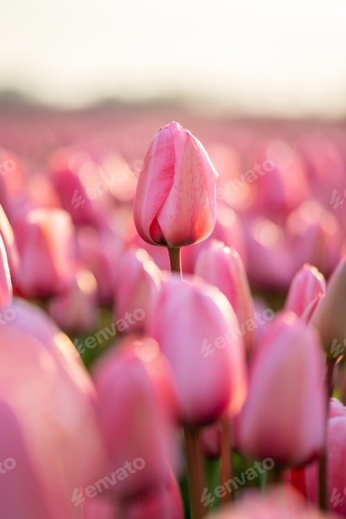 Preview: Close-up of a beautiful pink tulip flower in a flower field in the Netherlands