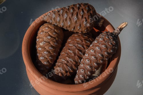 Preview: Small fresh pine cones into craft clay pot isolated on table