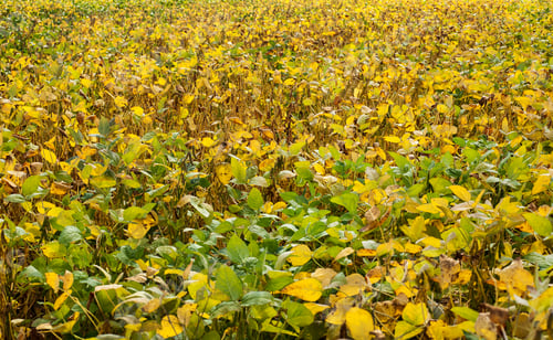 Preview: green yellow soybean leaves in the ripening field