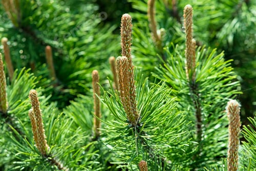 Preview: Pine-tree
