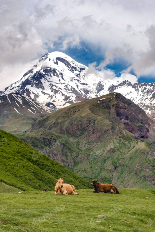 Preview: Georgia Cows on the mountain pastures near the Gergeti Monastery