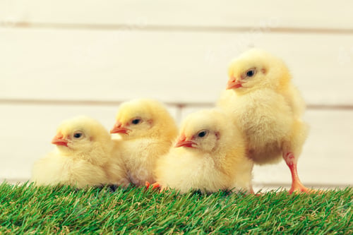 Preview: Little chicken on the grass